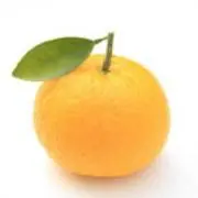 甘夏の画像