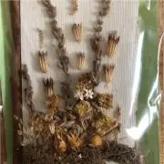 Flowerの画像