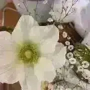 フリージア　プロフ絶対必読の画像