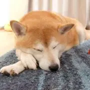 シロクマ14