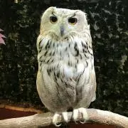 ふくろうの画像