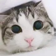 あきの画像