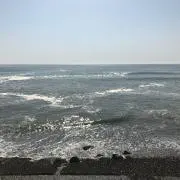 つばき