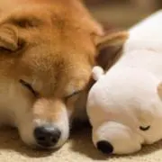 サナの画像