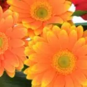 Gerbera☆