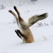 さきの画像