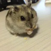 naoの画像