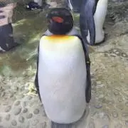 PENの画像