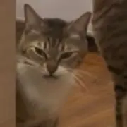 ななりんの画像