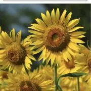 sunflowerの画像