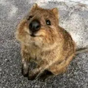 Akkey