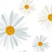 よんずの画像