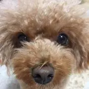 ゆき
