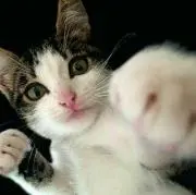 ふぁる