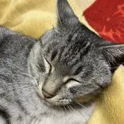 なごみの画像