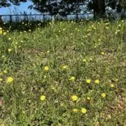 Mmの画像