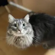 こっこの画像