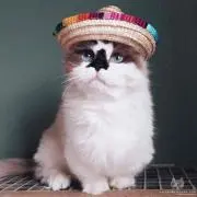Yayoiiの画像