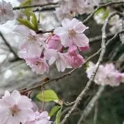 しゅしゅぽぽの画像