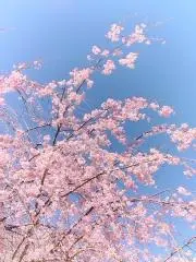 威嚇横山の画像