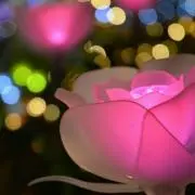 an_sh(プロフ必読‼︎）