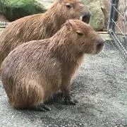 カピバラの画像