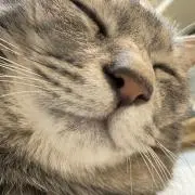 kiyokiyomerkoの画像