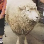 やーとも