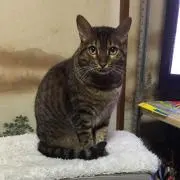 ゆず吉