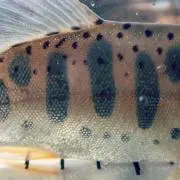 ShuHaru PaPaの画像