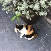 しんしん