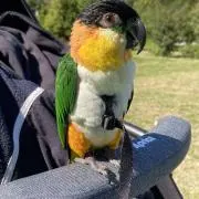 おじゅう
