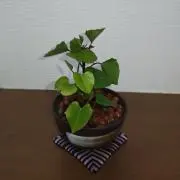 K.KAの画像