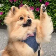おととの画像