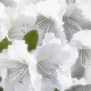 私