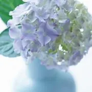 紫陽花の画像