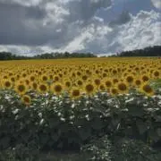 TMMNの画像