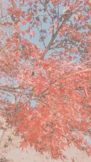 シャリの画像