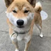 もんち