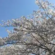 しょこら　プロフご覧下さいの画像