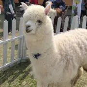 アルパカさんの画像
