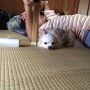 KOちゃんの画像