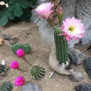 ちぃ★の画像