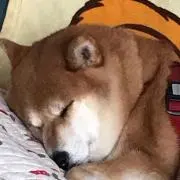 ayumi