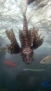ばろっくの画像