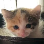 ちゃんあい