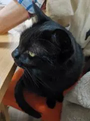のこの画像