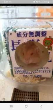 ルビーの画像