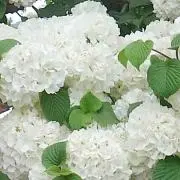 ☆