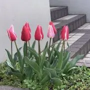 Qドロシー